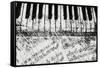 Black & White Piano Keys-Dan Meneely-Framed Stretched Canvas