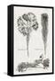 Black & White Protea on Linen I-Vision Studio-Framed Stretched Canvas