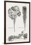 Black & White Protea on Linen I-Vision Studio-Framed Art Print