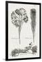 Black & White Protea on Linen I-Vision Studio-Framed Art Print