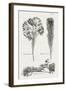 Black & White Protea on Linen I-Vision Studio-Framed Art Print