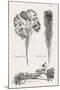 Black & White Protea on Linen I-Vision Studio-Mounted Art Print