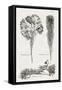 Black & White Protea on Linen I-Vision Studio-Framed Stretched Canvas