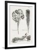Black & White Protea on Linen I-Vision Studio-Framed Art Print