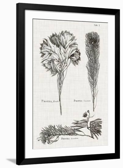 Black & White Protea on Linen I-Vision Studio-Framed Art Print