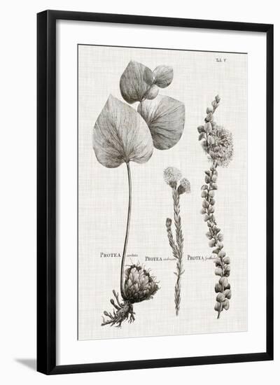 Black & White Protea on Linen II-Vision Studio-Framed Art Print