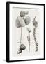 Black & White Protea on Linen II-Vision Studio-Framed Art Print