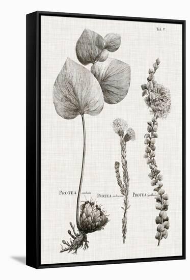 Black & White Protea on Linen II-Vision Studio-Framed Stretched Canvas