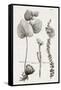 Black & White Protea on Linen II-Vision Studio-Framed Stretched Canvas