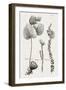 Black & White Protea on Linen II-Vision Studio-Framed Art Print