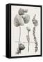 Black & White Protea on Linen II-Vision Studio-Framed Stretched Canvas