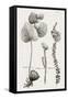 Black & White Protea on Linen II-Vision Studio-Framed Stretched Canvas