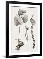 Black & White Protea on Linen II-Vision Studio-Framed Art Print