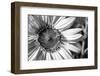 Black & White Sunflower-Hollie Davenport-Framed Photographic Print