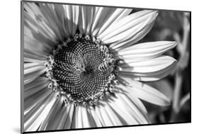 Black & White Sunflower-Hollie Davenport-Mounted Photographic Print