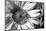 Black & White Sunflower-Hollie Davenport-Mounted Photographic Print