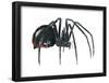 Black Widow (Latrodectus), Spider, Arachnids-Encyclopaedia Britannica-Framed Poster