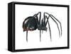Black Widow (Latrodectus), Spider, Arachnids-Encyclopaedia Britannica-Framed Stretched Canvas