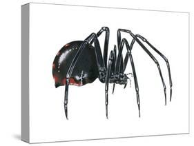 Black Widow (Latrodectus), Spider, Arachnids-Encyclopaedia Britannica-Stretched Canvas