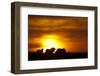 Black Wildebeest (Connochaetes gnou) adults, silhouetted on highveld at sunrise, Pretoria-Shem Compion-Framed Photographic Print