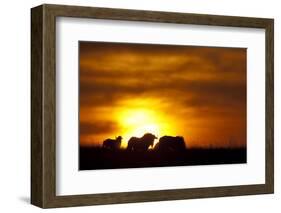 Black Wildebeest (Connochaetes gnou) adults, silhouetted on highveld at sunrise, Pretoria-Shem Compion-Framed Photographic Print