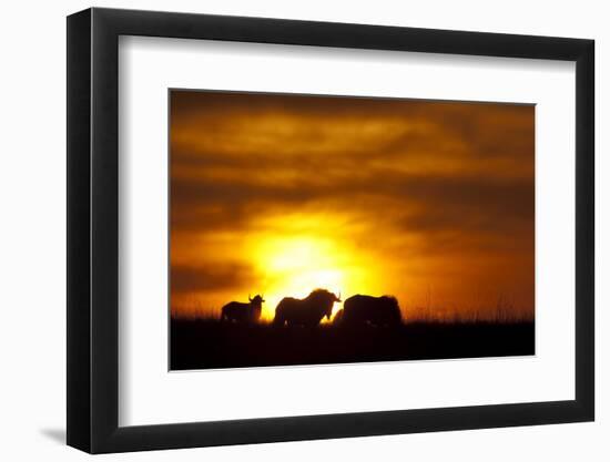 Black Wildebeest (Connochaetes gnou) adults, silhouetted on highveld at sunrise, Pretoria-Shem Compion-Framed Photographic Print