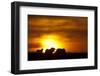 Black Wildebeest (Connochaetes gnou) adults, silhouetted on highveld at sunrise, Pretoria-Shem Compion-Framed Photographic Print