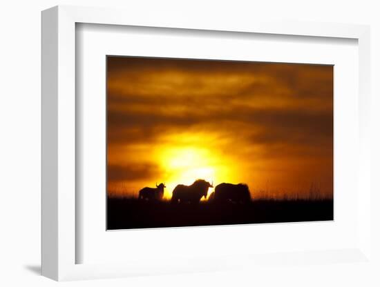 Black Wildebeest (Connochaetes gnou) adults, silhouetted on highveld at sunrise, Pretoria-Shem Compion-Framed Photographic Print