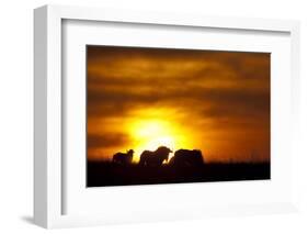 Black Wildebeest (Connochaetes gnou) adults, silhouetted on highveld at sunrise, Pretoria-Shem Compion-Framed Photographic Print