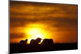 Black Wildebeest (Connochaetes gnou) adults, silhouetted on highveld at sunrise, Pretoria-Shem Compion-Mounted Photographic Print