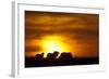 Black Wildebeest (Connochaetes gnou) adults, silhouetted on highveld at sunrise, Pretoria-Shem Compion-Framed Photographic Print