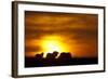 Black Wildebeest (Connochaetes gnou) adults, silhouetted on highveld at sunrise, Pretoria-Shem Compion-Framed Photographic Print