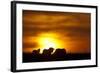 Black Wildebeest (Connochaetes gnou) adults, silhouetted on highveld at sunrise, Pretoria-Shem Compion-Framed Photographic Print
