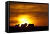 Black Wildebeest (Connochaetes gnou) adults, silhouetted on highveld at sunrise, Pretoria-Shem Compion-Framed Stretched Canvas