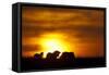 Black Wildebeest (Connochaetes gnou) adults, silhouetted on highveld at sunrise, Pretoria-Shem Compion-Framed Stretched Canvas