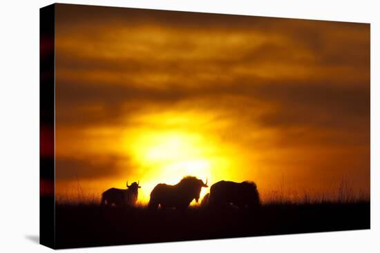 Black Wildebeest (Connochaetes gnou) adults, silhouetted on highveld at sunrise, Pretoria-Shem Compion-Stretched Canvas