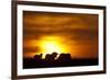 Black Wildebeest (Connochaetes gnou) adults, silhouetted on highveld at sunrise, Pretoria-Shem Compion-Framed Photographic Print