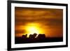 Black Wildebeest (Connochaetes gnou) adults, silhouetted on highveld at sunrise, Pretoria-Shem Compion-Framed Photographic Print