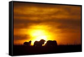 Black Wildebeest (Connochaetes gnou) adults, silhouetted on highveld at sunrise, Pretoria-Shem Compion-Framed Stretched Canvas