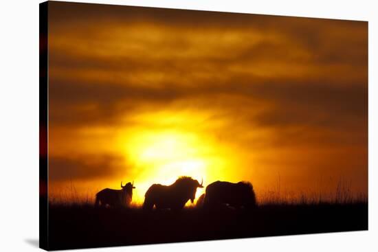 Black Wildebeest (Connochaetes gnou) adults, silhouetted on highveld at sunrise, Pretoria-Shem Compion-Stretched Canvas