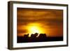 Black Wildebeest (Connochaetes gnou) adults, silhouetted on highveld at sunrise, Pretoria-Shem Compion-Framed Photographic Print