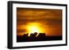 Black Wildebeest (Connochaetes gnou) adults, silhouetted on highveld at sunrise, Pretoria-Shem Compion-Framed Photographic Print