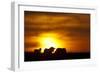 Black Wildebeest (Connochaetes gnou) adults, silhouetted on highveld at sunrise, Pretoria-Shem Compion-Framed Photographic Print