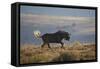 Black Wildebeest (White-Tailed Gnu) (Connochaetes Gnou) Running-James Hager-Framed Stretched Canvas