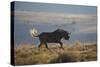 Black Wildebeest (White-Tailed Gnu) (Connochaetes Gnou) Running-James Hager-Stretched Canvas