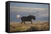 Black Wildebeest (White-Tailed Gnu) (Connochaetes Gnou) Running-James Hager-Framed Stretched Canvas