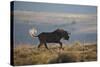 Black Wildebeest (White-Tailed Gnu) (Connochaetes Gnou) Running-James Hager-Stretched Canvas