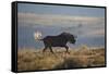 Black Wildebeest (White-Tailed Gnu) (Connochaetes Gnou) Running-James Hager-Framed Stretched Canvas