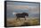 Black Wildebeest (White-Tailed Gnu) (Connochaetes Gnou) Running-James Hager-Framed Stretched Canvas