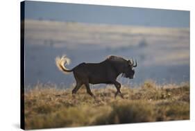 Black Wildebeest (White-Tailed Gnu) (Connochaetes Gnou) Running-James Hager-Stretched Canvas